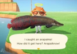 Daftar Ikan, Harga, dan Cara Memancing