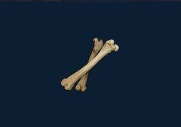 Cara Mendapatkan Bone di Palworld